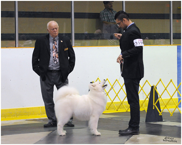 A man and a dog are standing in front of two men.