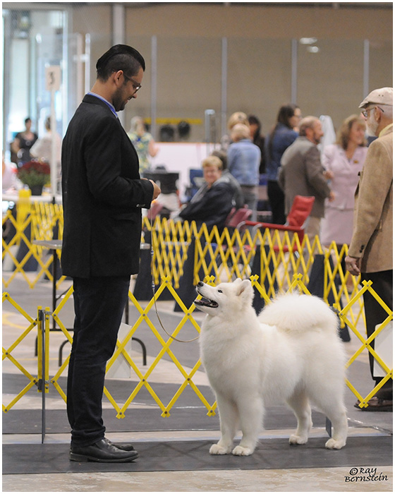 A man in black jacket standing next to white dog.