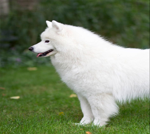 A white dog standing in the grass.