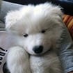A white fluffy dog sitting on top of a bed.