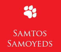 A red background with white paw print and the words " samtos samoyeds ".