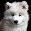 A white fluffy dog is looking at the camera.
