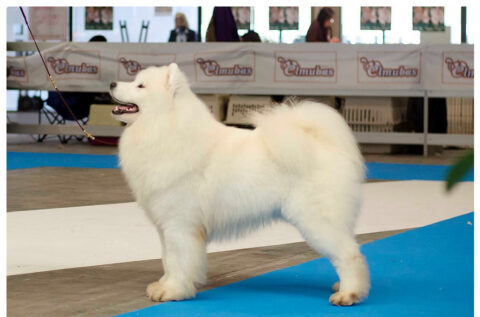 A white dog standing on top of a blue mat.